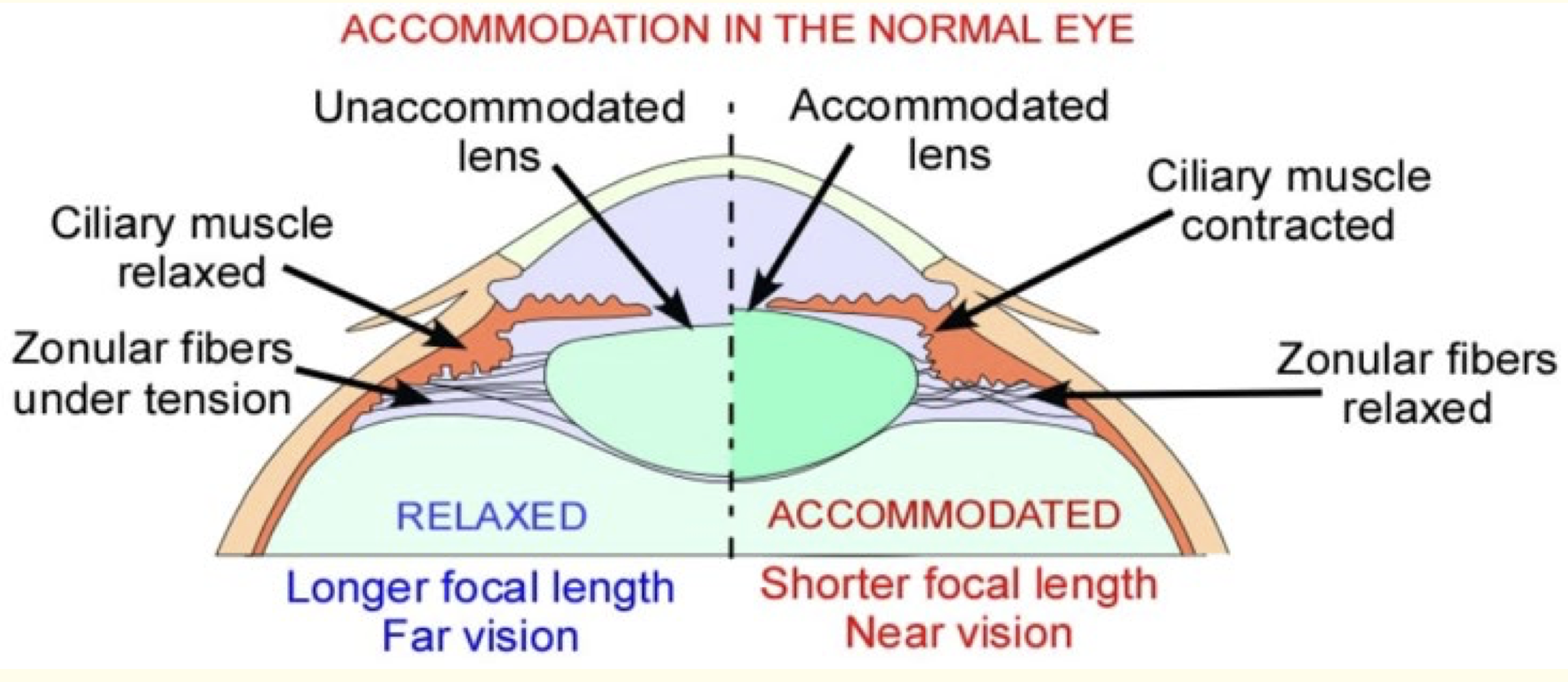 lens vs pupil